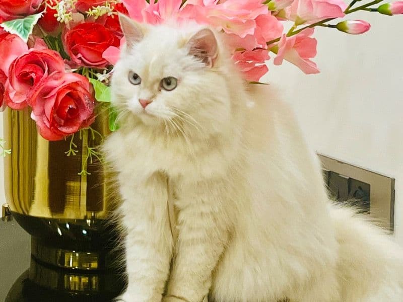 Persian 1 year 1 month old female named Miu for breeding in Bangalore Division, Karnataka | Petmeetly