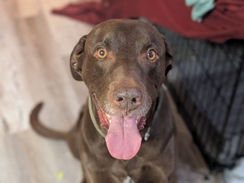 Labmaraner 6 years 5 months old male large named Remington for breeding in Shasta County, California | Petmeetly