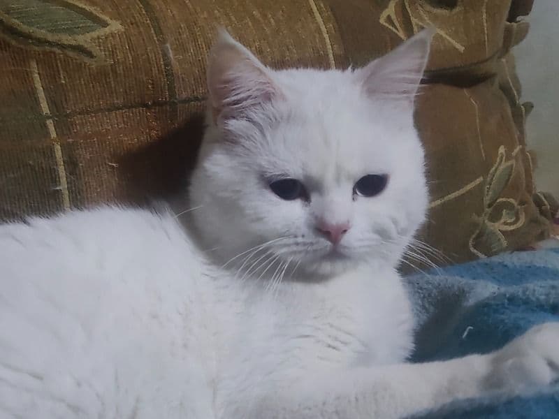 Turkish Angora 1 year 3 months old male named Leo for breeding in Nasr City, Cairo Governorate | Petmeetly
