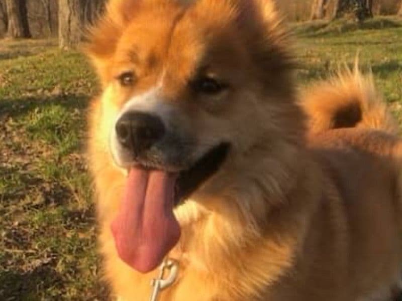 Husky 5 years 5 months old female medium named Moxy for breeding in Allen County, Ohio | Petmeetly