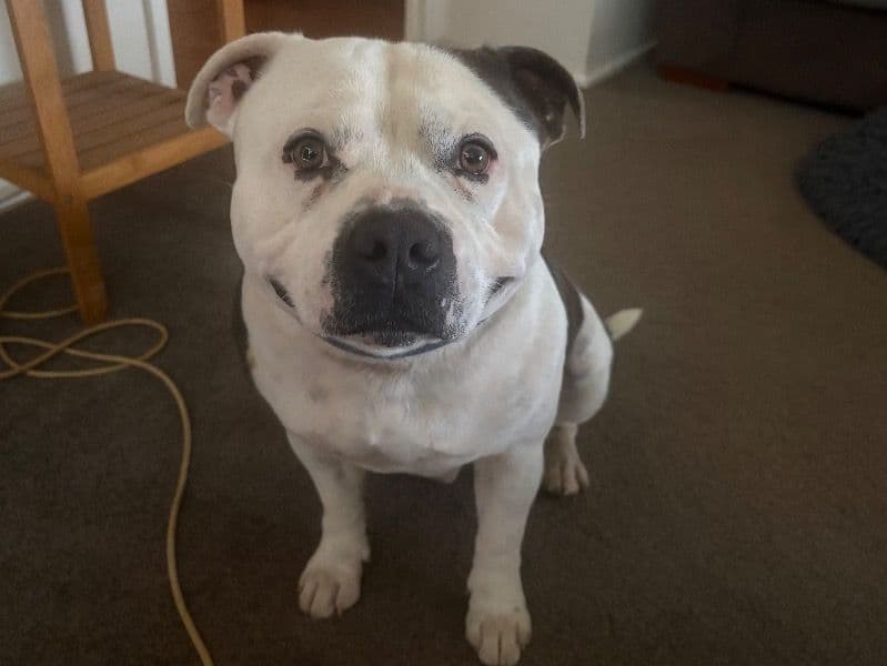 Staffordshire Bull Terrier 4 years 3 months old male medium named Rueben for breeding in Australian Capital Territory | Petmeetly