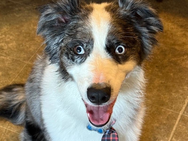 Koda primary photo