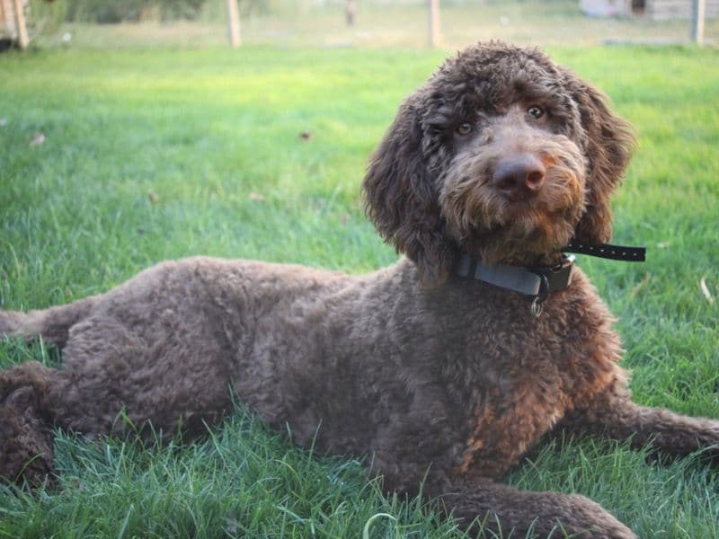 Goldendoodle 1 year old male large named Rusty for breeding in Ada County, Idaho | Petmeetly