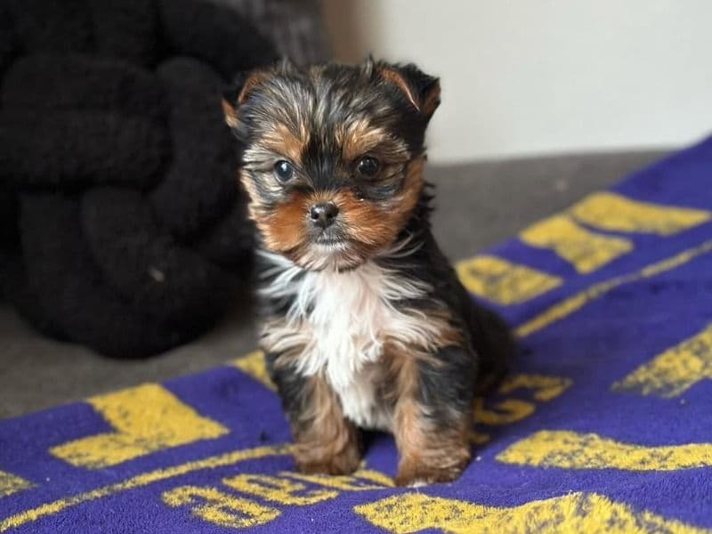 Teacup Yorkshire Terrier 3 months old male small named Max for adoption in Mohave County, Arizona | Petmeetly