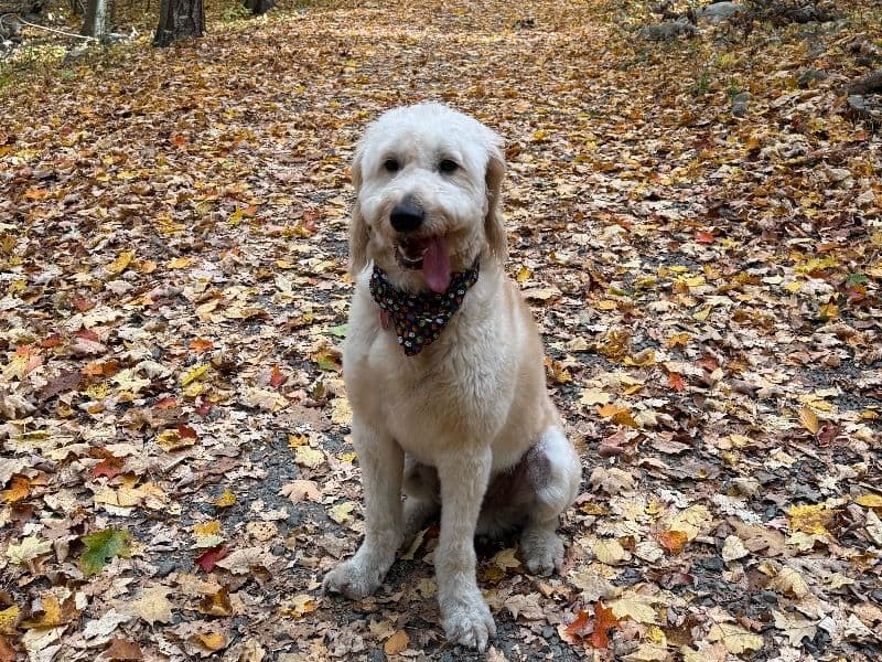 Goldendoodle 4 years old male large named Milo for breeding in New York County, New York | Petmeetly