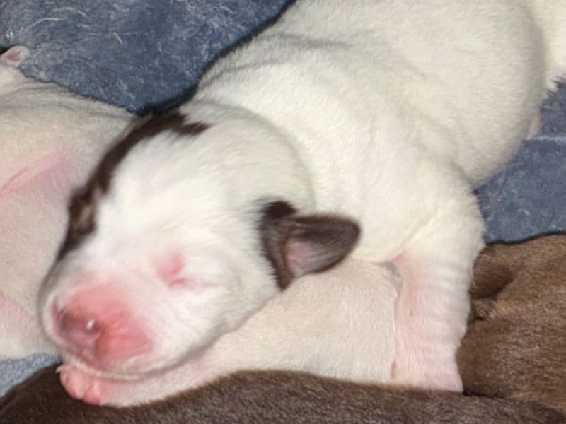 Rednose Pitbull Terrier Less than 1 month old female small named Kali for adoption in Hopkins County, Kentucky | Petmeetly