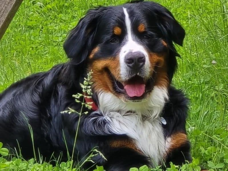 Bernese Mountain Dog 2 years 9 months old male extra large named Mouse for breeding in Rockingham County, New Hampshire | Petmeetly