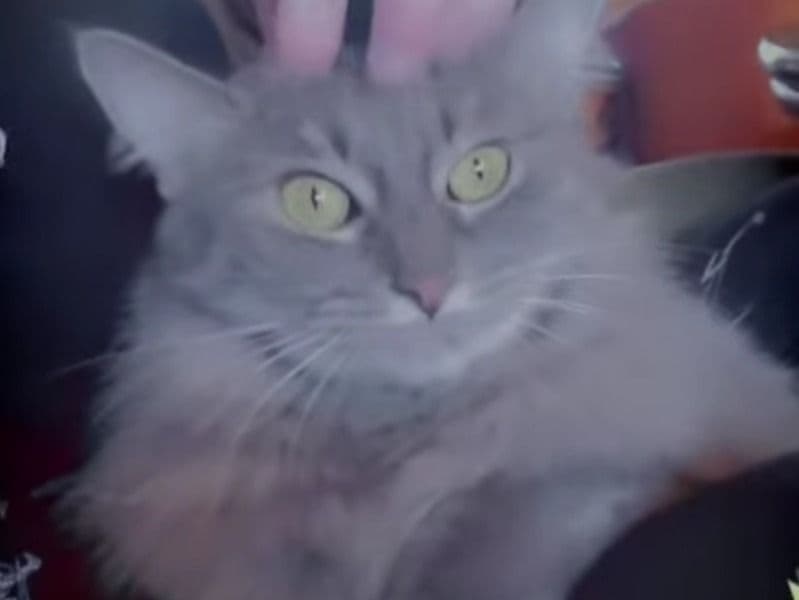 Mochi primary photo