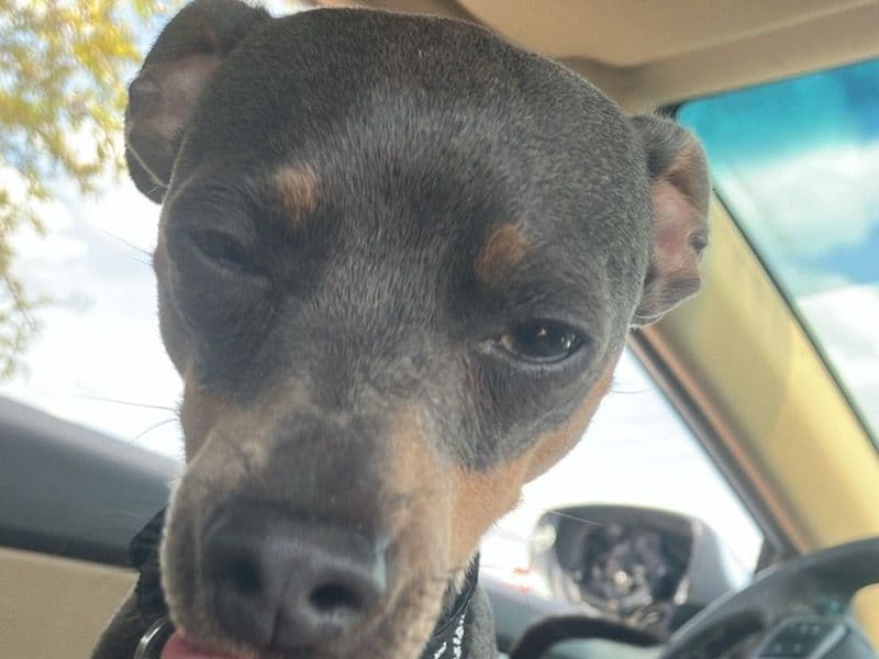 Fido primary photo