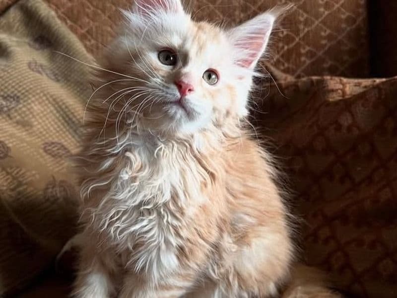 Maine Coon 8 months old female named Luna for sale in Los Angeles County, California | Petmeetly