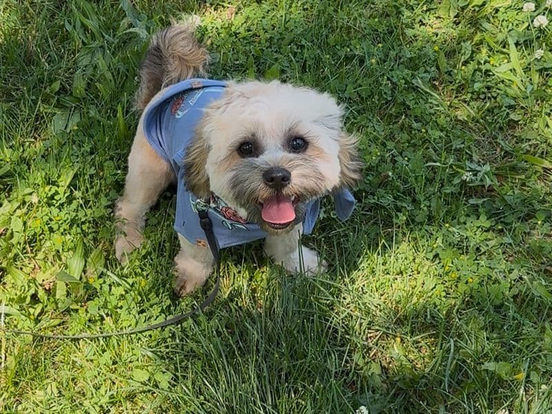 Shih Tzu 1 year 1 month old male medium named Milo for breeding in Essex County, Ontario | Petmeetly