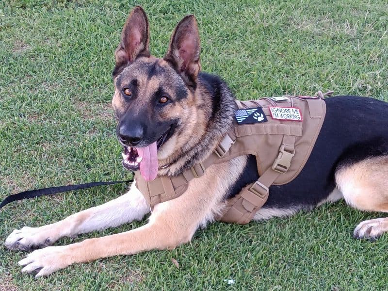 German Shepherd 5 years 1 month old male large named Guardian for breeding in San Diego County, California | Petmeetly