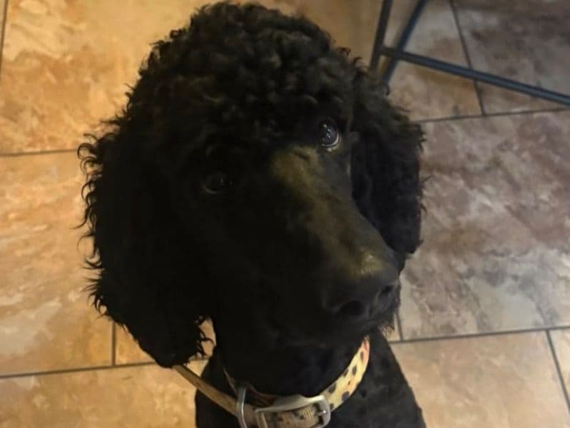 Standard Poodle 1 year 6 months old male large named Fetty for breeding in Sutter County, California | Petmeetly