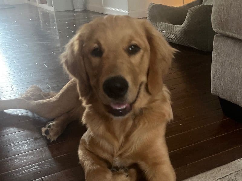 Goldendoodle 1 year 1 month old male medium named Max for breeding in Harford County, Maryland | Petmeetly