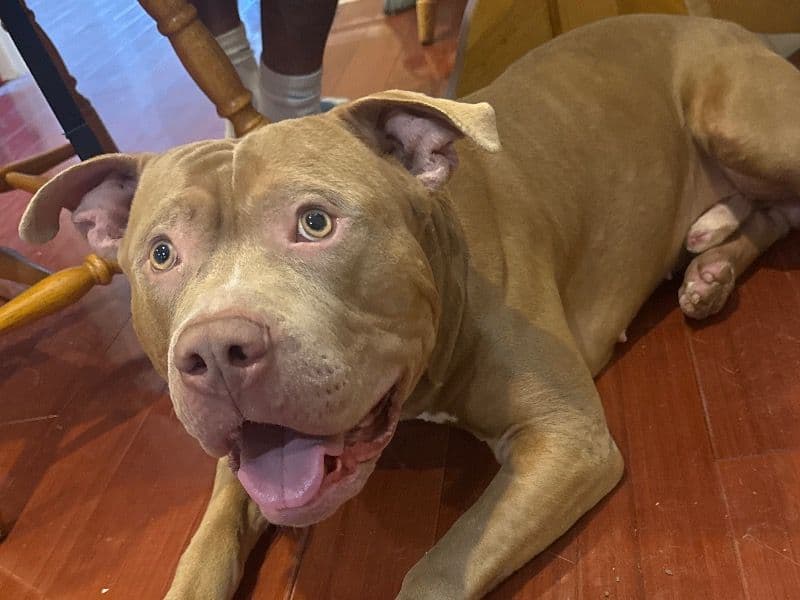 American PitBull Terrier 2 years 11 months old male large named Jessie for breeding in Washington, District of Columbia | Petmeetly
