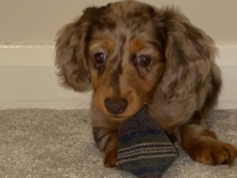 Max Pup - Dachshund | Petmeetly