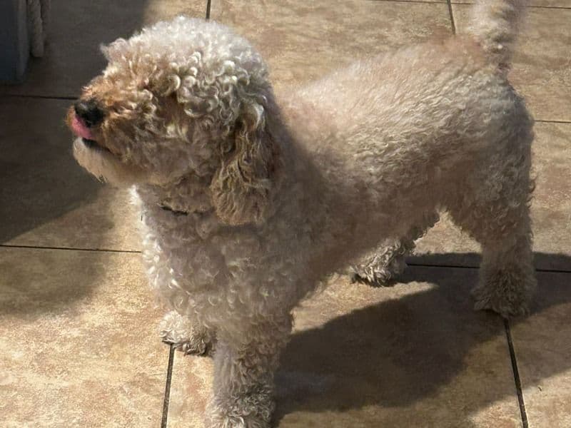 Brownie primary photo