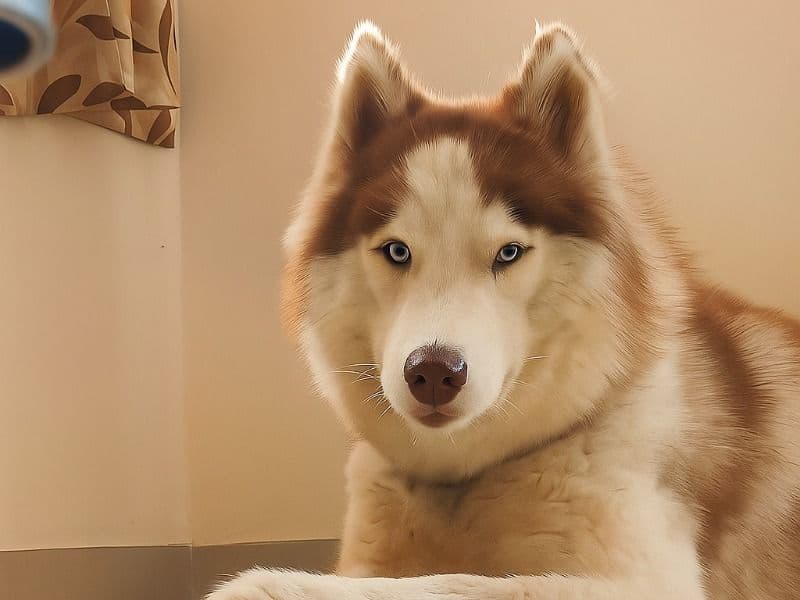 Siberian Husky 2 years 7 months old female medium named Lucy for breeding in Hyderabad, Telangana | Petmeetly