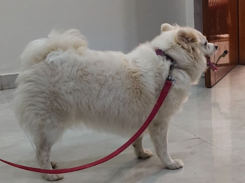 Papillon 4 years 9 months old female medium named Lilly for breeding in Aligarh Division, Uttar Pradesh | Petmeetly