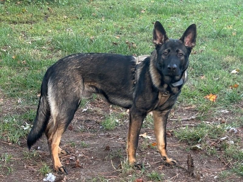 Sable German Shepherd 8 months old male large named Diesel for breeding in Hampton, Virginia | Petmeetly