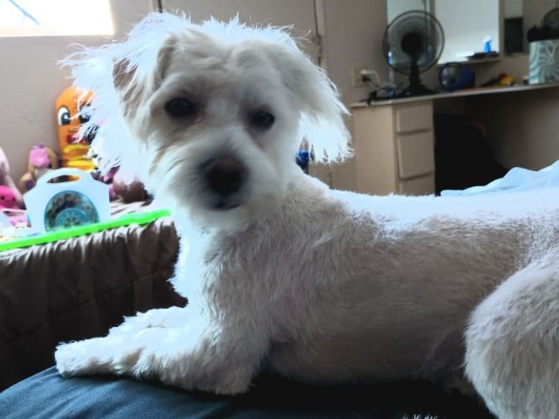 Chihuahua 2 years 10 months old male medium named Kobe for breeding in San Diego County, California | Petmeetly