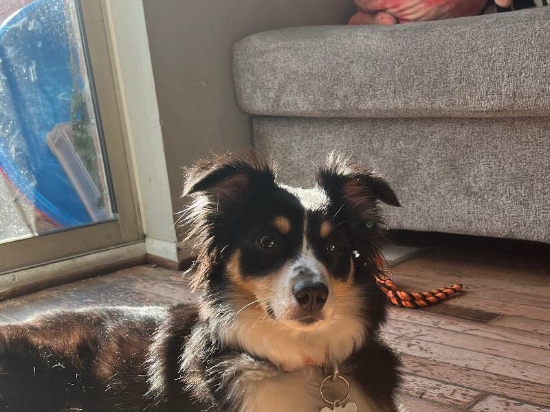Lulu primary photo