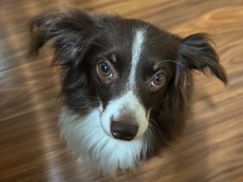 Miniature Australian Shepherd 5 years 9 months old male medium named Toby for breeding in Fort Bend County, Texas | Petmeetly