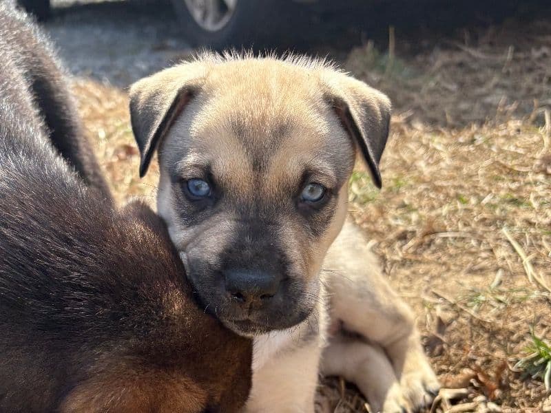 German Shepherd 2 months old male small named Smokey for sale in Caldwell County, North Carolina | Petmeetly