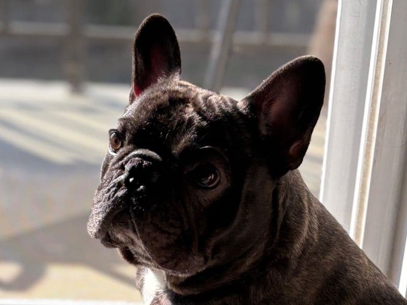 French Bulldog 2 years 3 months old male small named Diesel for breeding in Montgomery County, Pennsylvania | Petmeetly