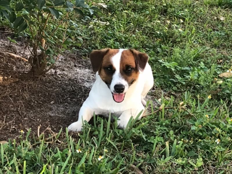 Dash primary photo