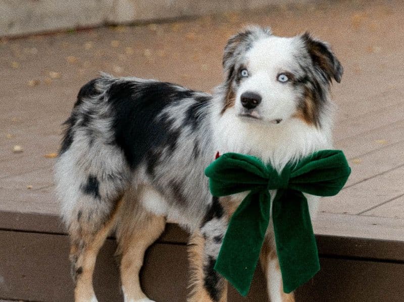 Miniature Australian Shepherd 1 year 6 months old male medium named Dakota for breeding in Ventura County, California | Petmeetly