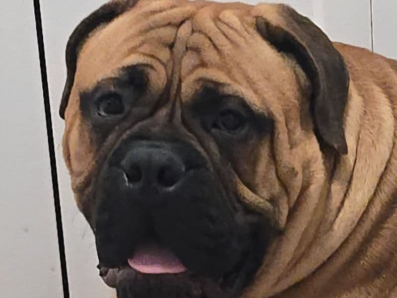Bullmastiff 9 months old male large named Bodi for breeding in Dauphin County, Pennsylvania | Petmeetly