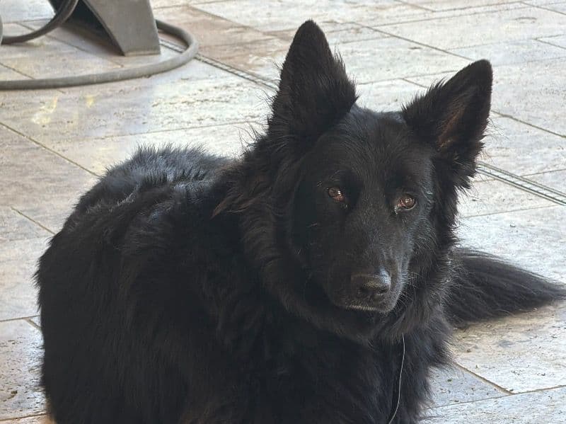 Black German Shepherd 6 years old female large named Zoe for adoption in Maricopa County, Arizona | Petmeetly