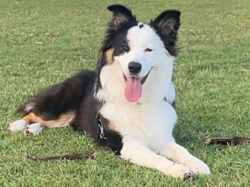 Australian Shepherd 2 years 4 months old female medium named Oakli for breeding in Lake Macquarie City Council, New South Wales | Petmeetly