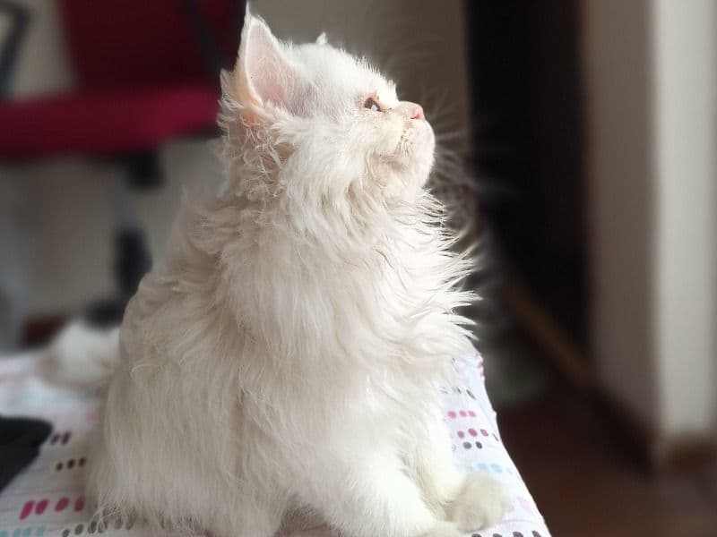 Persian 2 years old female named Stella for breeding in Meerut Division, Uttar Pradesh | Petmeetly