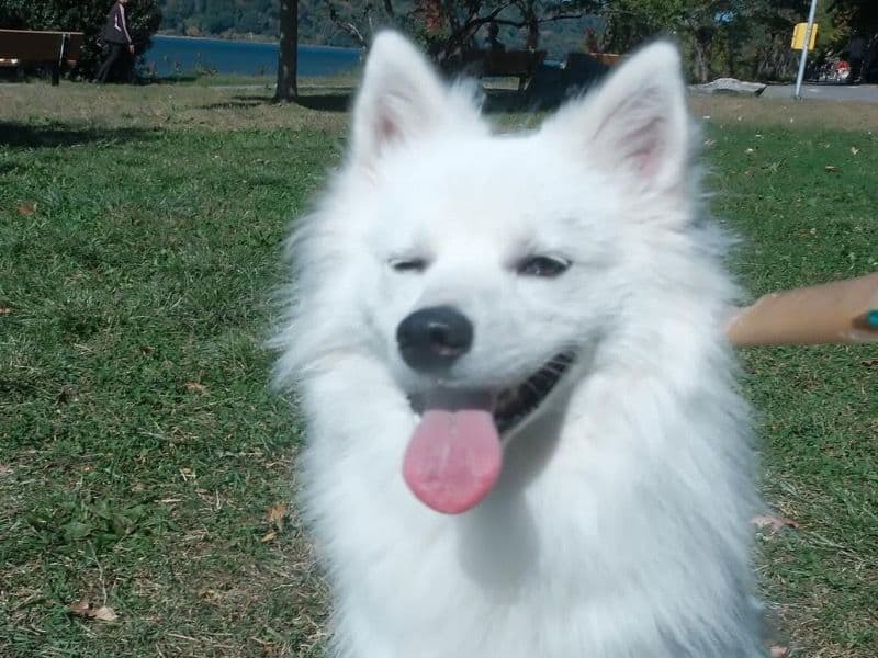 Fluffy primary photo
