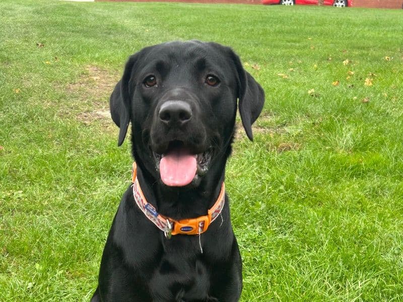 Labrador Retriever 1 year old male large named Bruno for breeding in West Yorkshire, England | Petmeetly