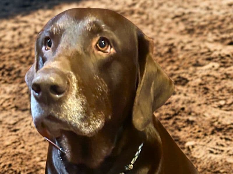 Labrador Retriever 3 years 11 months old male large named Homer for breeding in Snohomish County, Washington | Petmeetly