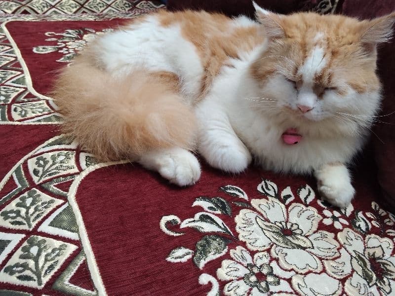 Turkish Van 1 year 2 months old male named Sharu for breeding in Bangalore Division, Karnataka | Petmeetly