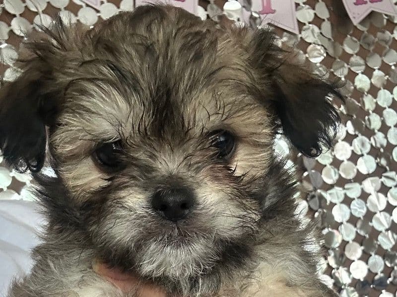 Chi-shi 6 months old female small named No Namenewborn for breeding in Cobb County, Georgia | Petmeetly