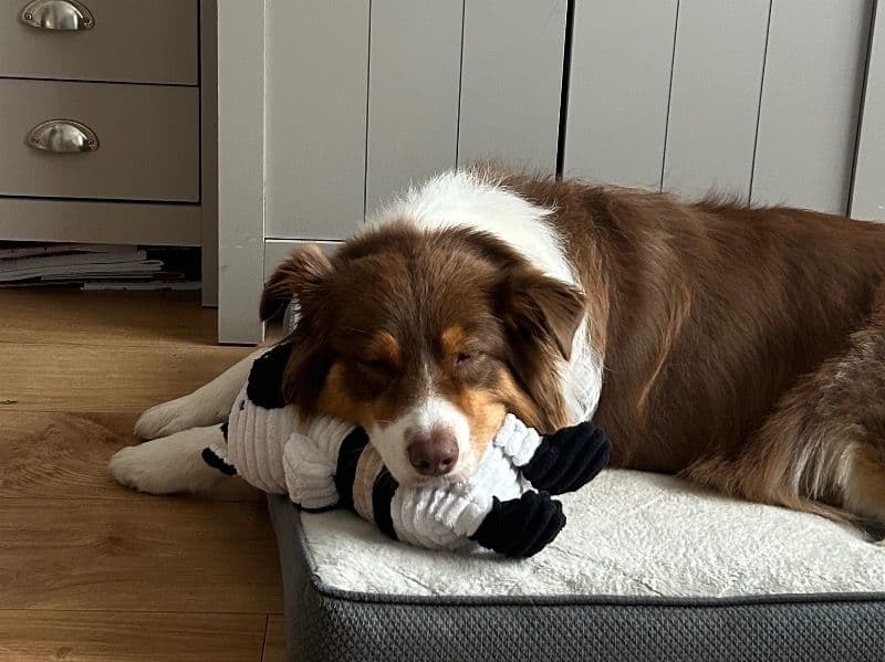 Australian Shepherd 3 years 6 months old female large named Foxy for breeding in West Sussex, England | Petmeetly