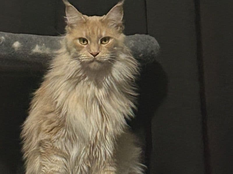 Maine Coon 3 years 3 months old female named Willow for sale in Spalding County, Georgia | Petmeetly