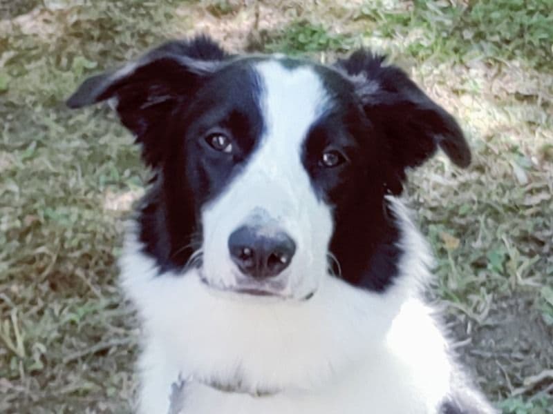 Border Aussie 4 years 3 months old male medium named Loki for breeding in Schuyler County, New York | Petmeetly