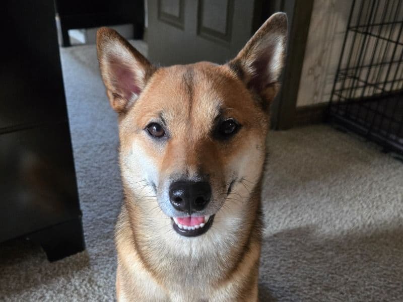 Shiba Inu 2 years 11 months old female medium named Sylvie for breeding in Collin County, Texas | Petmeetly
