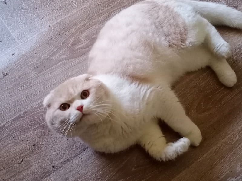 Olaf primary photo