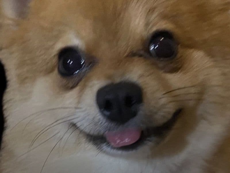 Mona Lisa - Pomeranian | Petmeetly