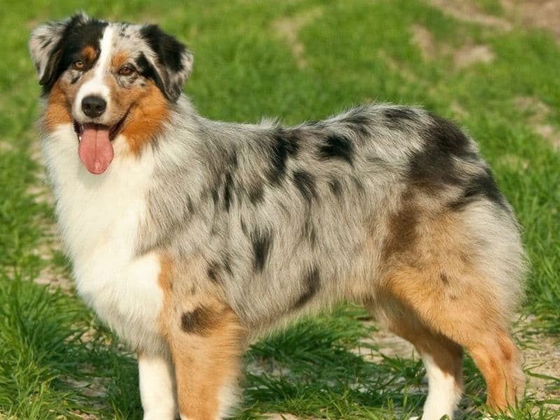 Australian Shepherd 3 years 5 months old male medium named Scout for sale in Glasgow City, Scotland | Petmeetly