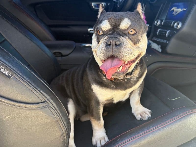 American Bully 1 year 1 month old female small named Shelia for breeding in Yucaipa, California | Petmeetly