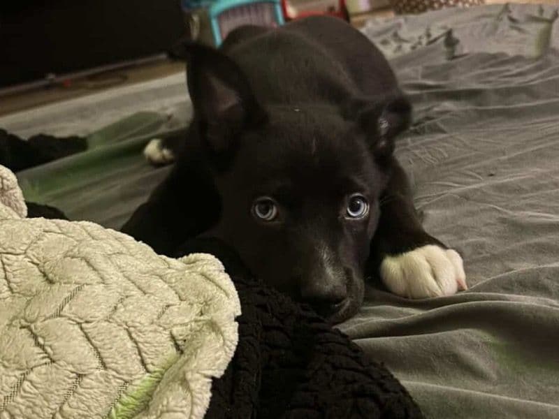 Alaskan Husky 4 months old male small named Tobi for sale in Harris County, Texas | Petmeetly