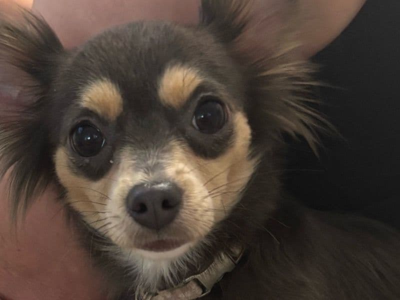 Chihuahua 2 years old female small named Penelope, for breeding in Charlotte County, Florida | Petmeetly